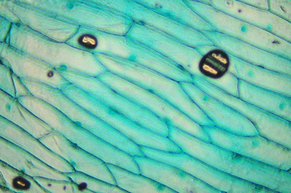 Un gros plan d'une cellule végétale au microscope.