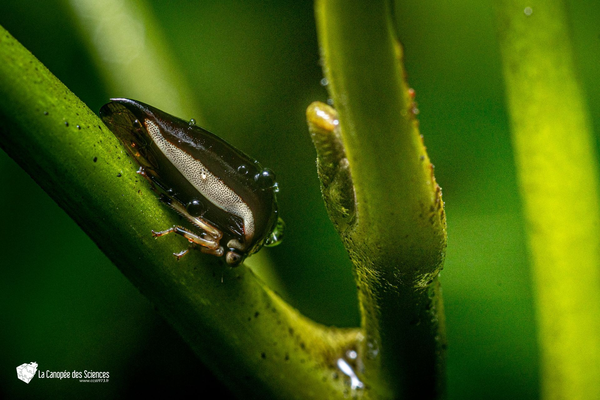 Un petit insecte est assis sur une branche de plante verte.