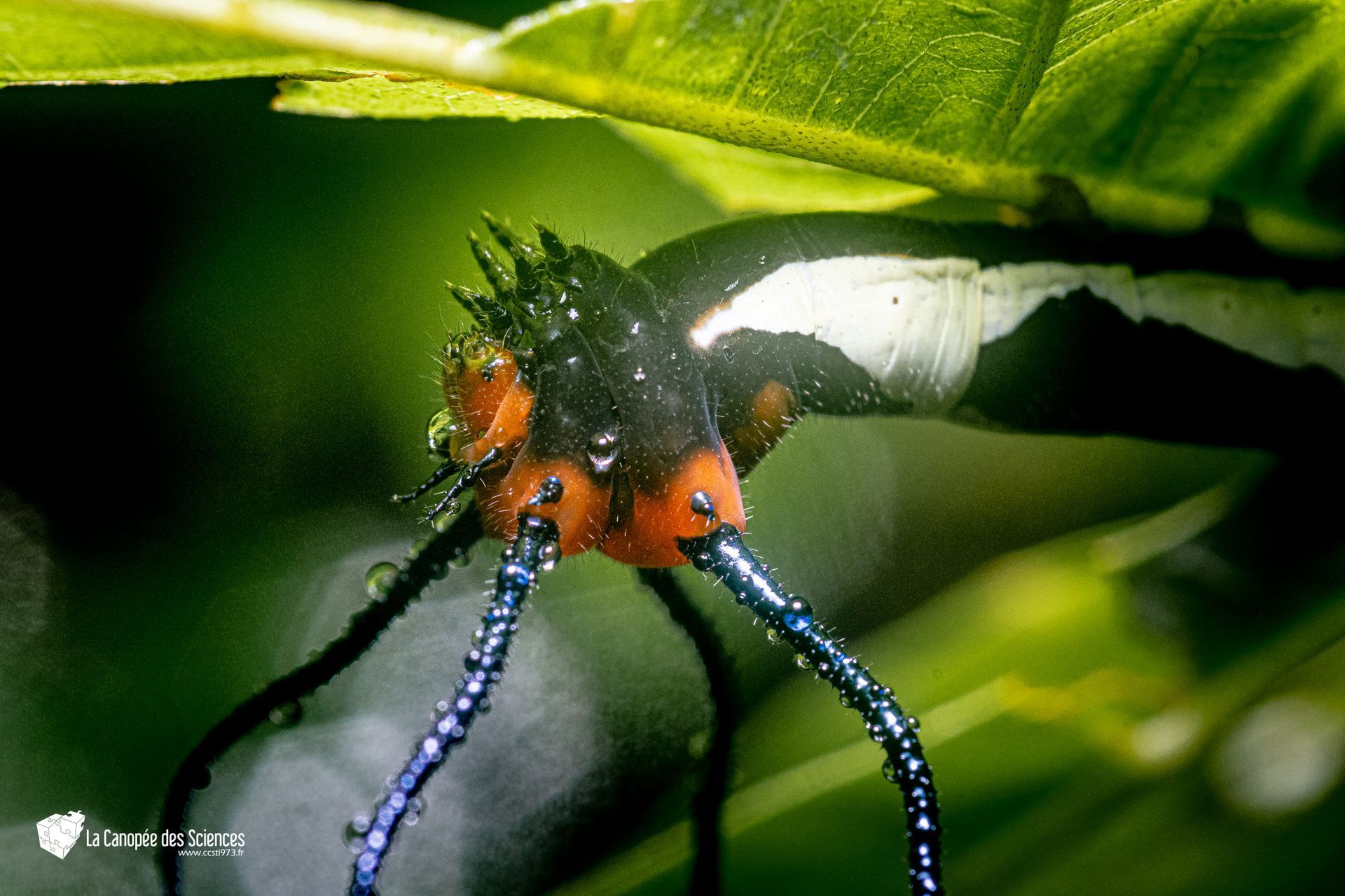 Un gros plan d'un insecte sur une feuille verte