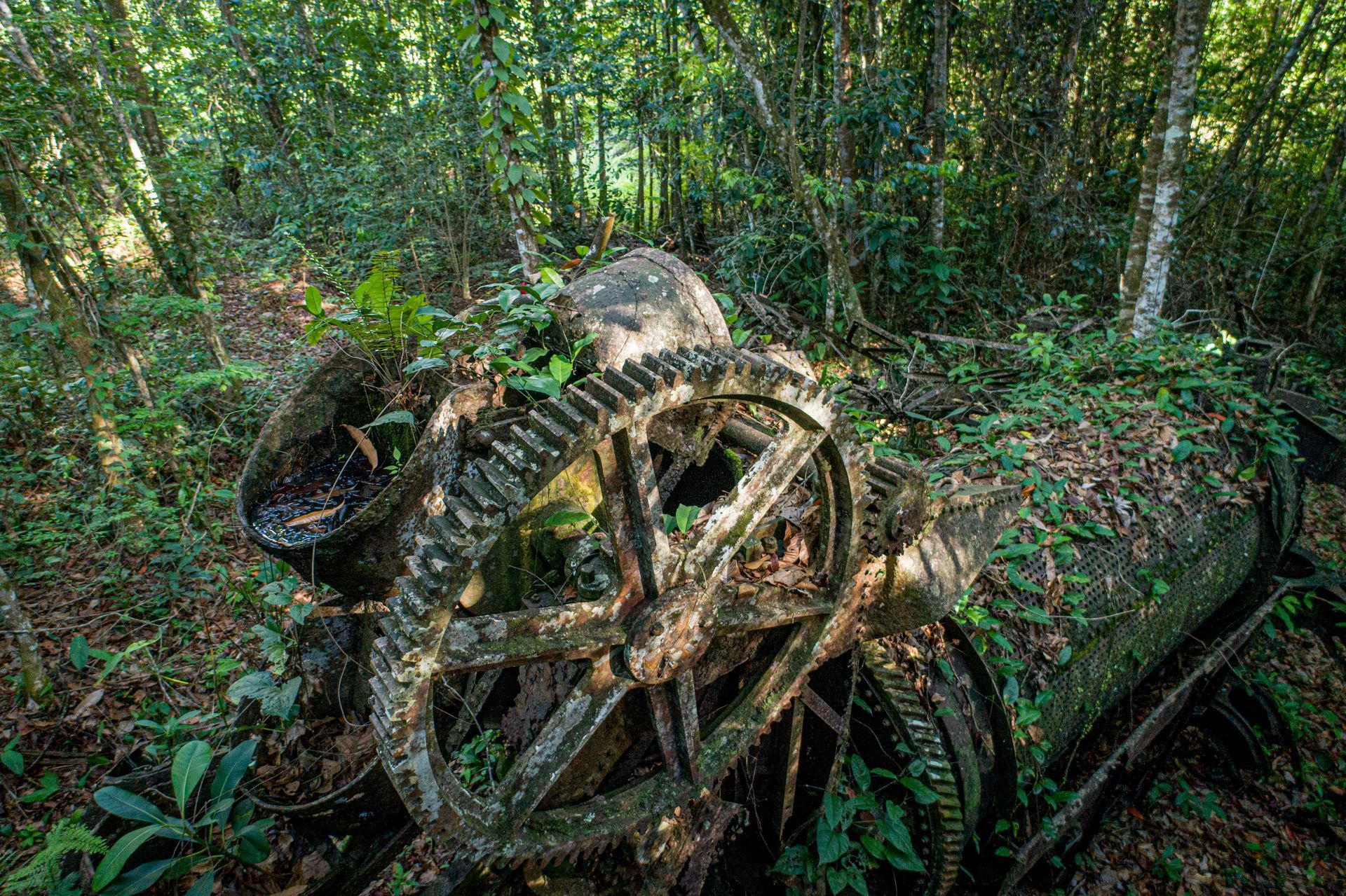 Une vieille roue de chariot se trouve au milieu d'une forêt.