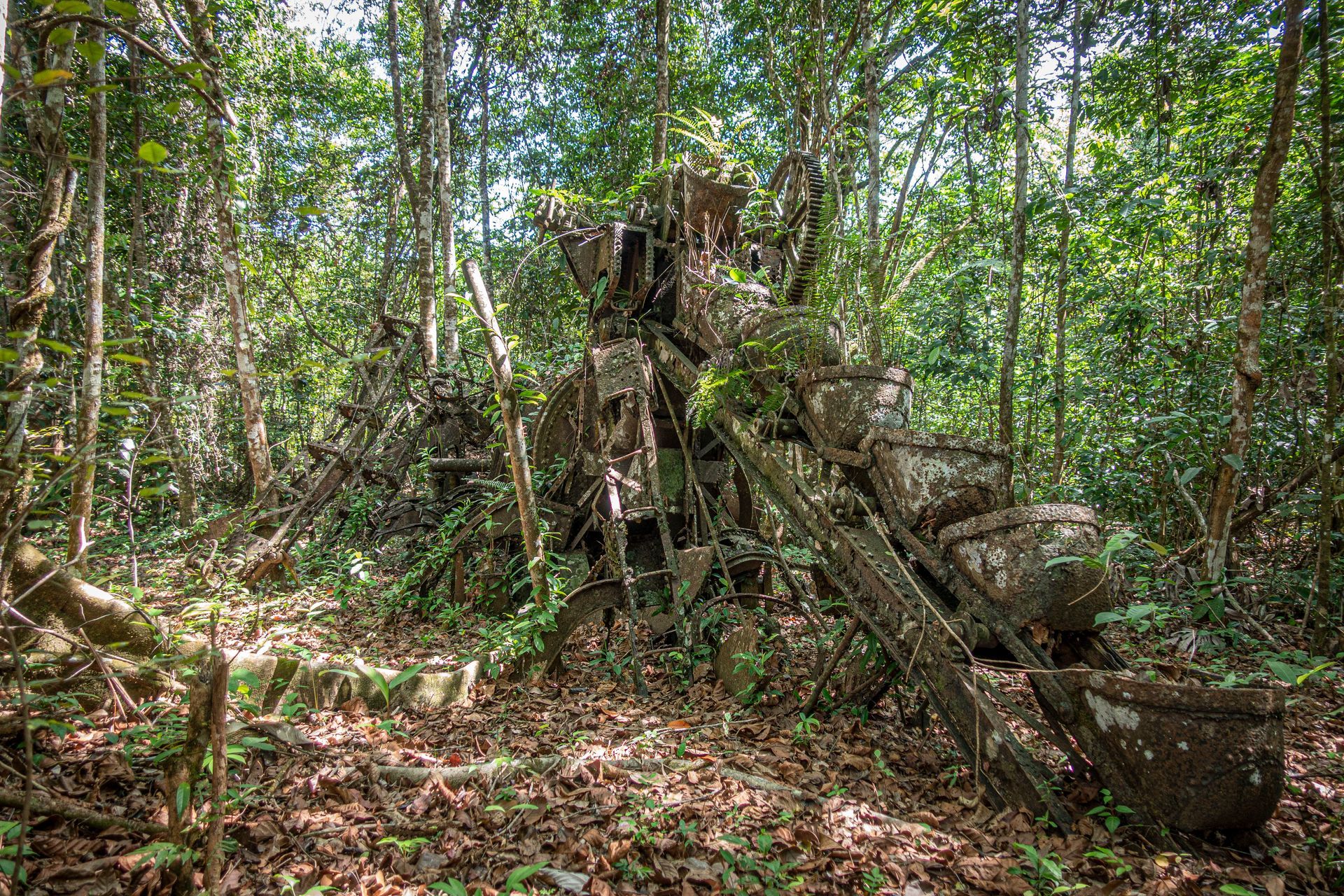 Un gros tas de bois se trouve au milieu d'une forêt verte luxuriante.