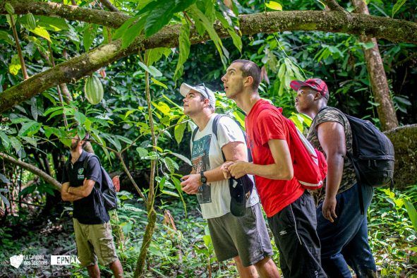 Un groupe de personnes se tient dans les bois et regarde les arbres.