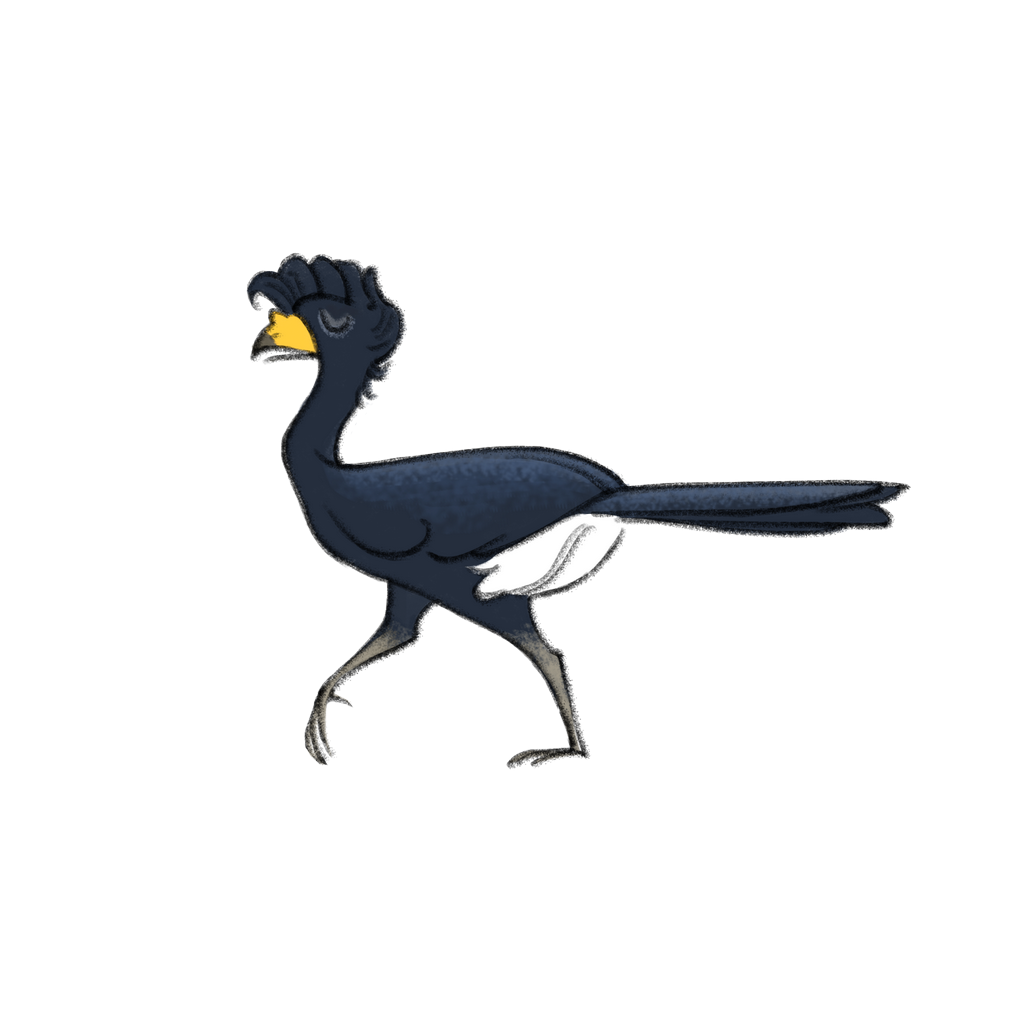 Un oiseau noir avec un bec jaune marche sur un fond blanc.
