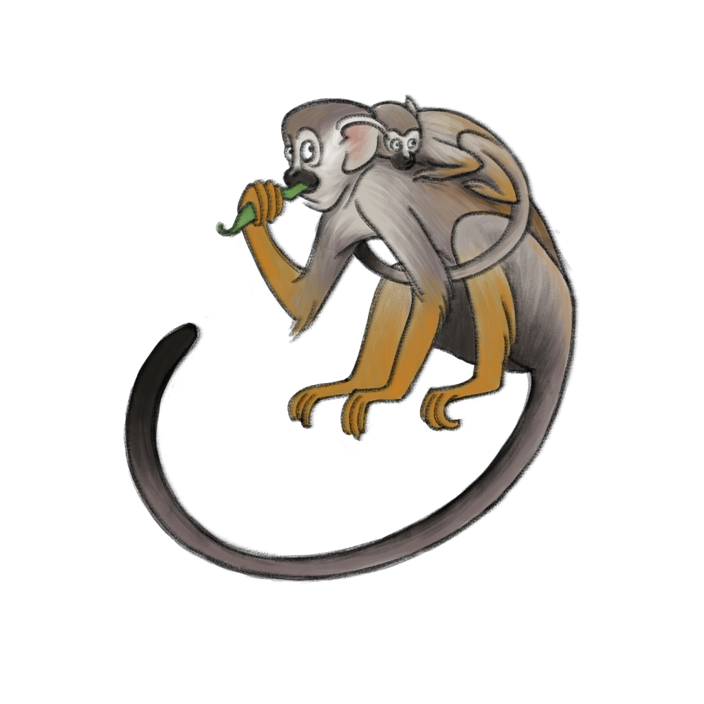 Un singe avec un bébé sur le dos mange un poivron vert.