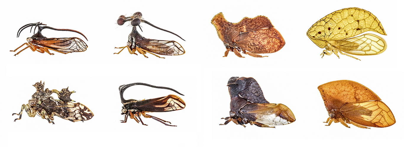 Un groupe de différents types d'insectes sur fond blanc