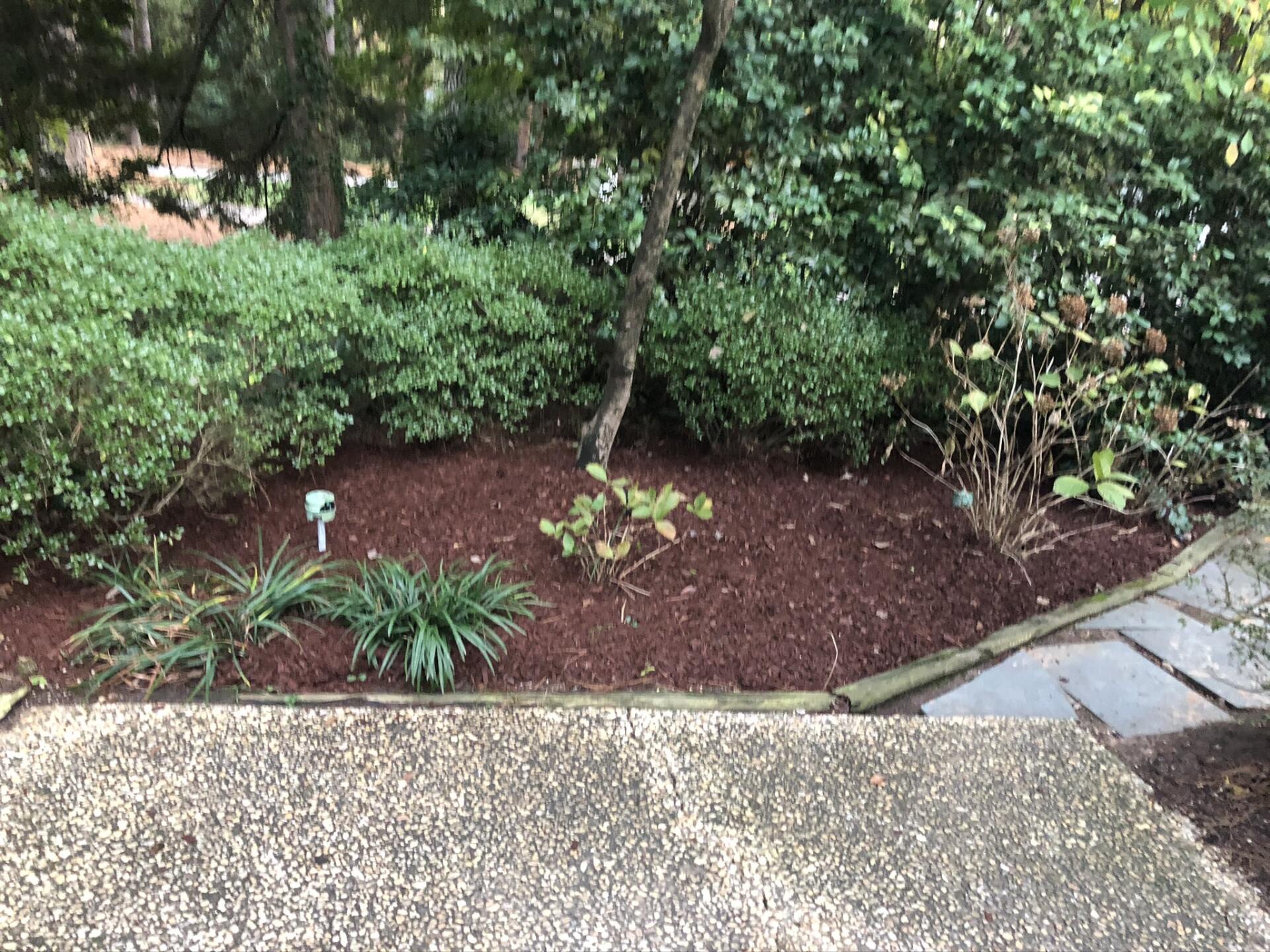 Red mulched garden bed with green bushes and stone pathway.
