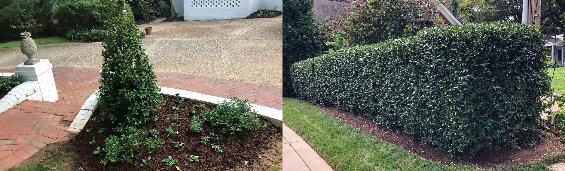Two landscaping scenes: a cone-shaped bush beside a white structure and a long, rectangular hedge along a lawn.