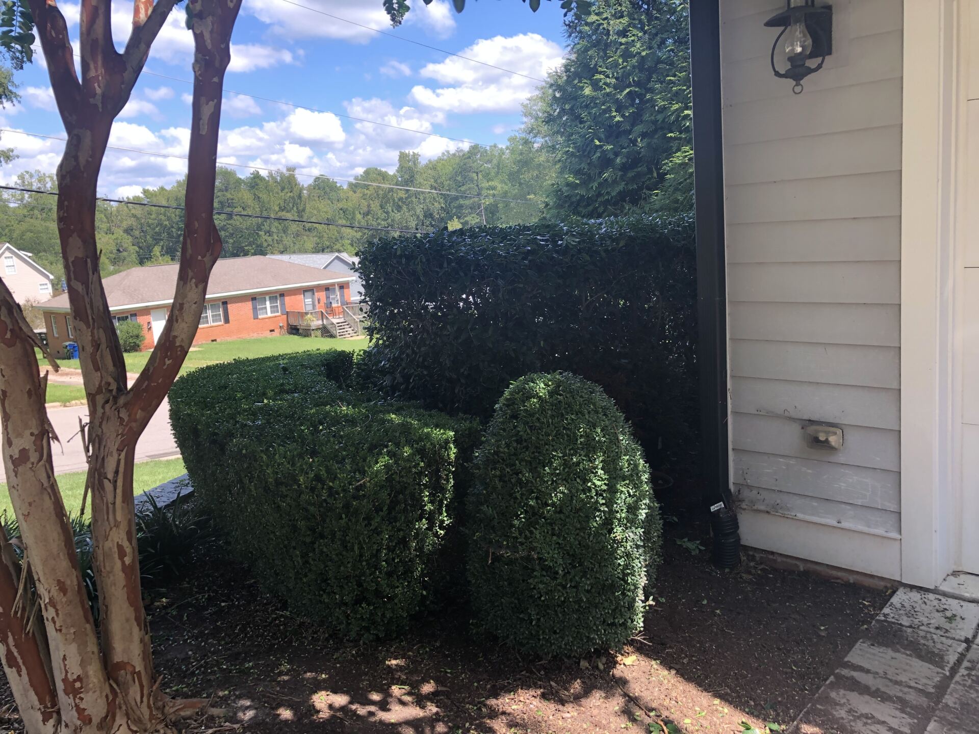 Topiary bushes shaped like a chair and back, next to a house under a sunny sky.