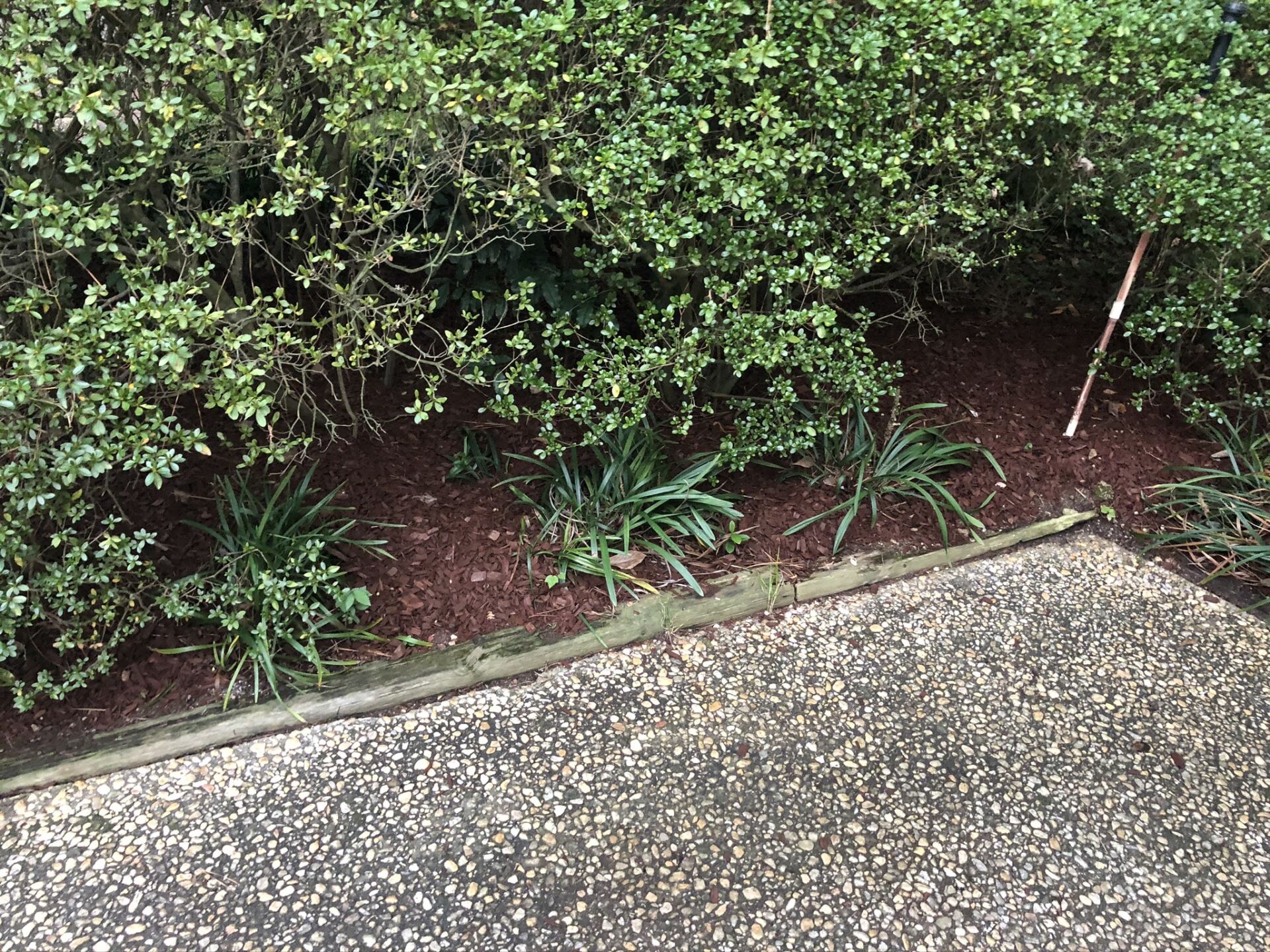 Green plants in a mulch bed, bordered by concrete and a leafy bush, with a brown stick.