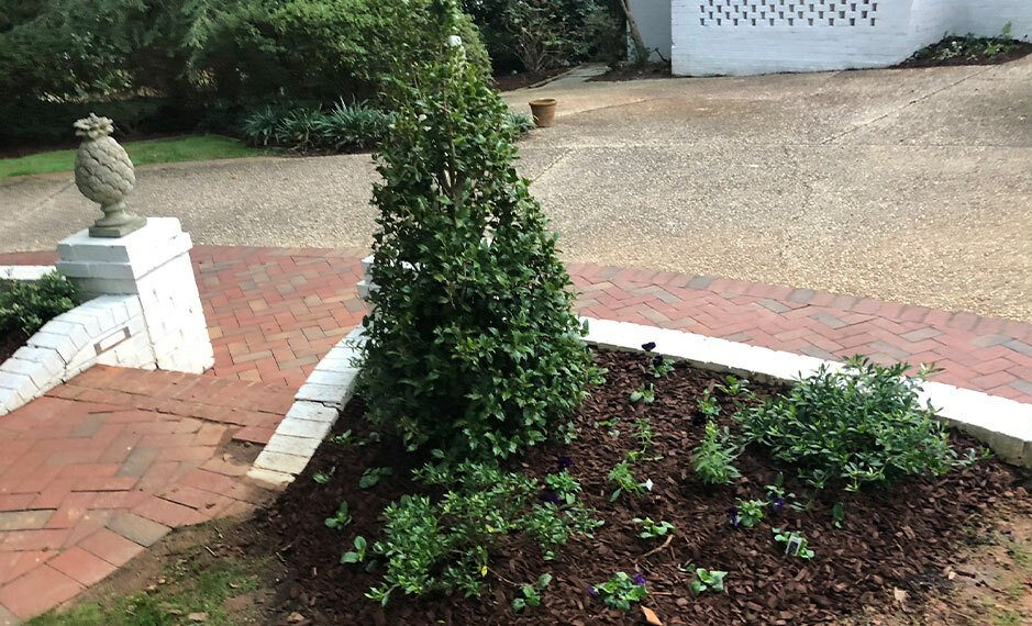 A small landscaped garden with a cone-shaped bush and brick pathway.