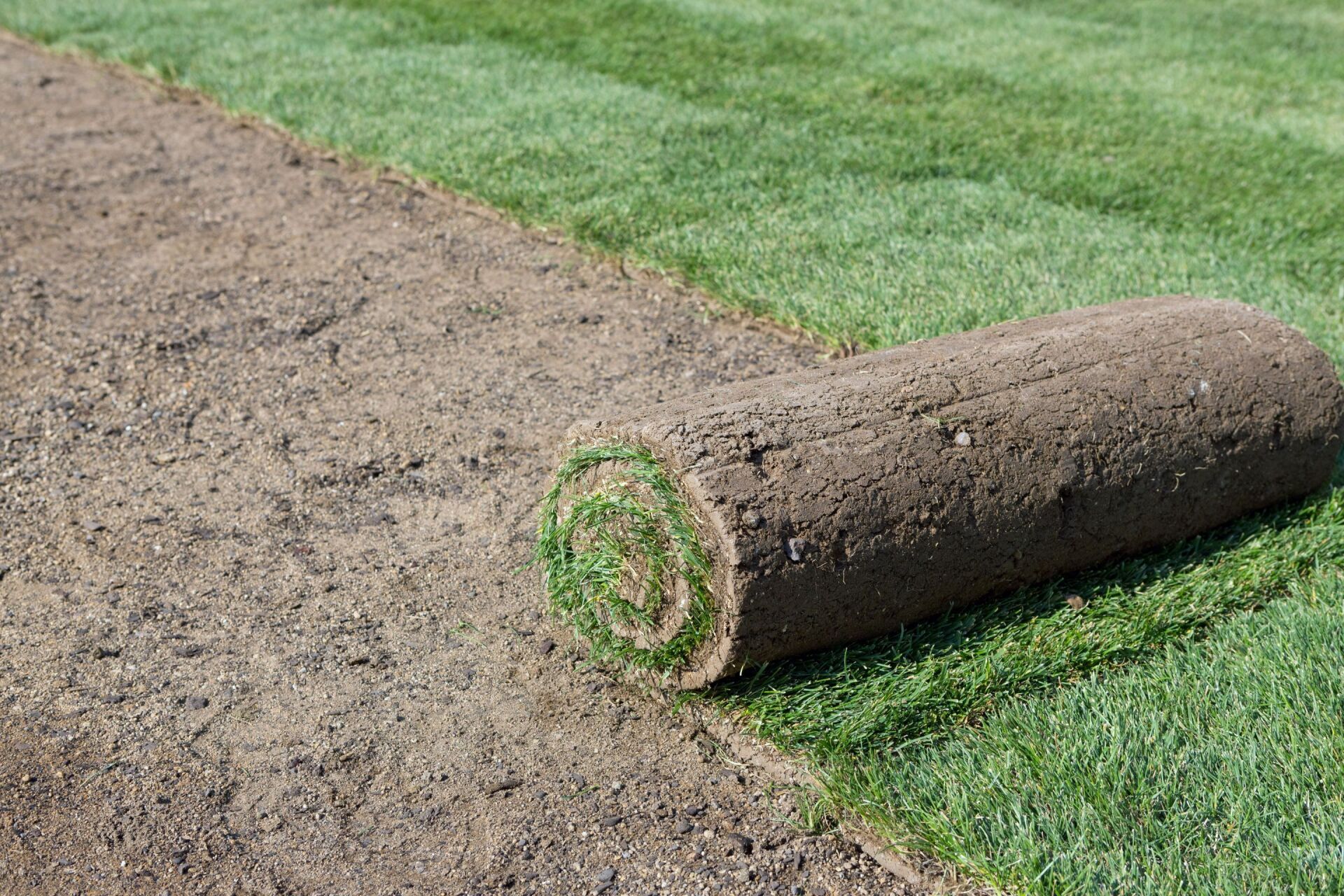 Rolled sod on a strip of dirt next to a green lawn.