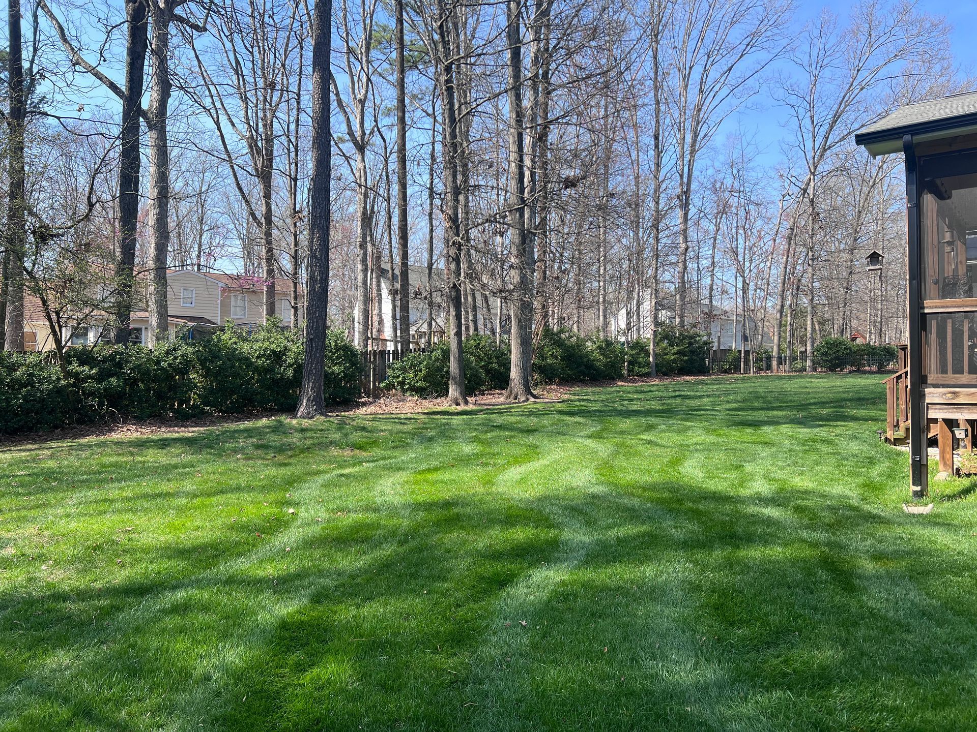 Green lawn with visible mowing stripes, backed by a line of bushes and bare trees, sunny day.