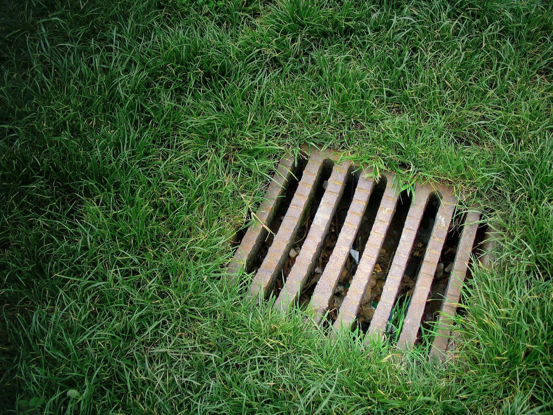 Grassy lawn with a metal grate drain cover.