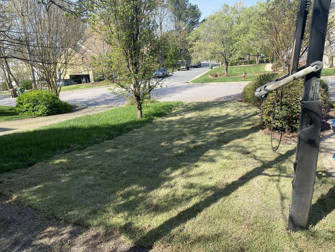 Lawn with sparse grass, a tree, and a street in the background. Shadows cast across the lawn on a sunny day.