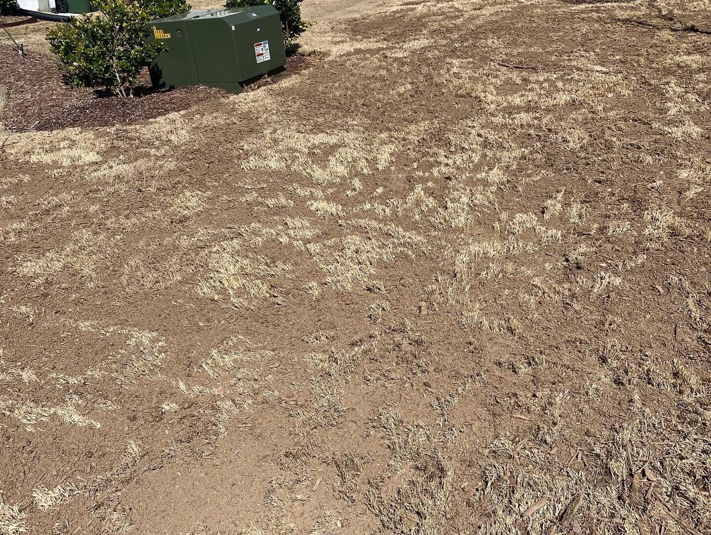 Brown, sparse grass with patches of dirt in a yard. A green utility box and bushes are in the background.