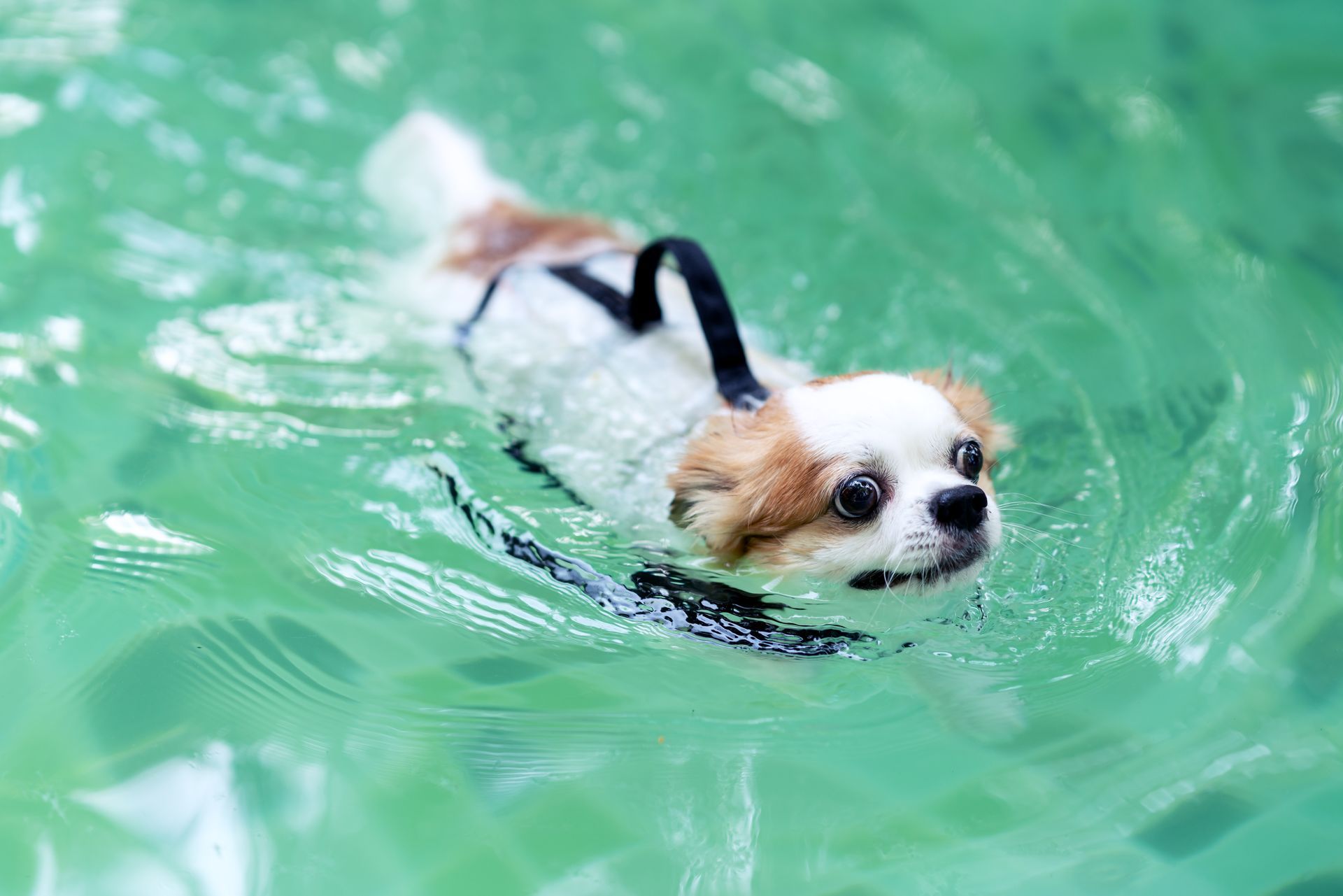 Small white dog swimming in green water, paddling with its head above the surface.