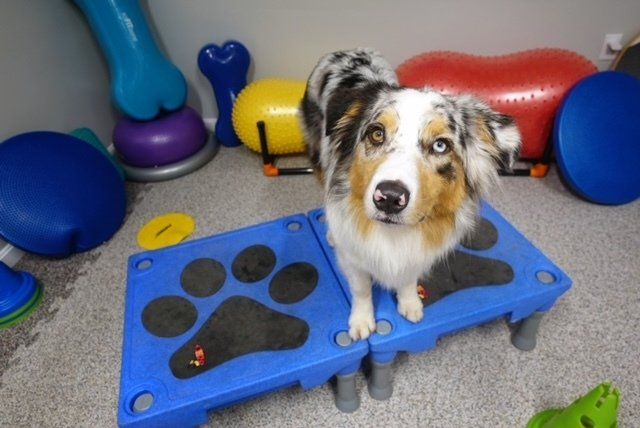 Dog Standing In Small Table With Paw Print — Stafford, VA — Colonial K-9