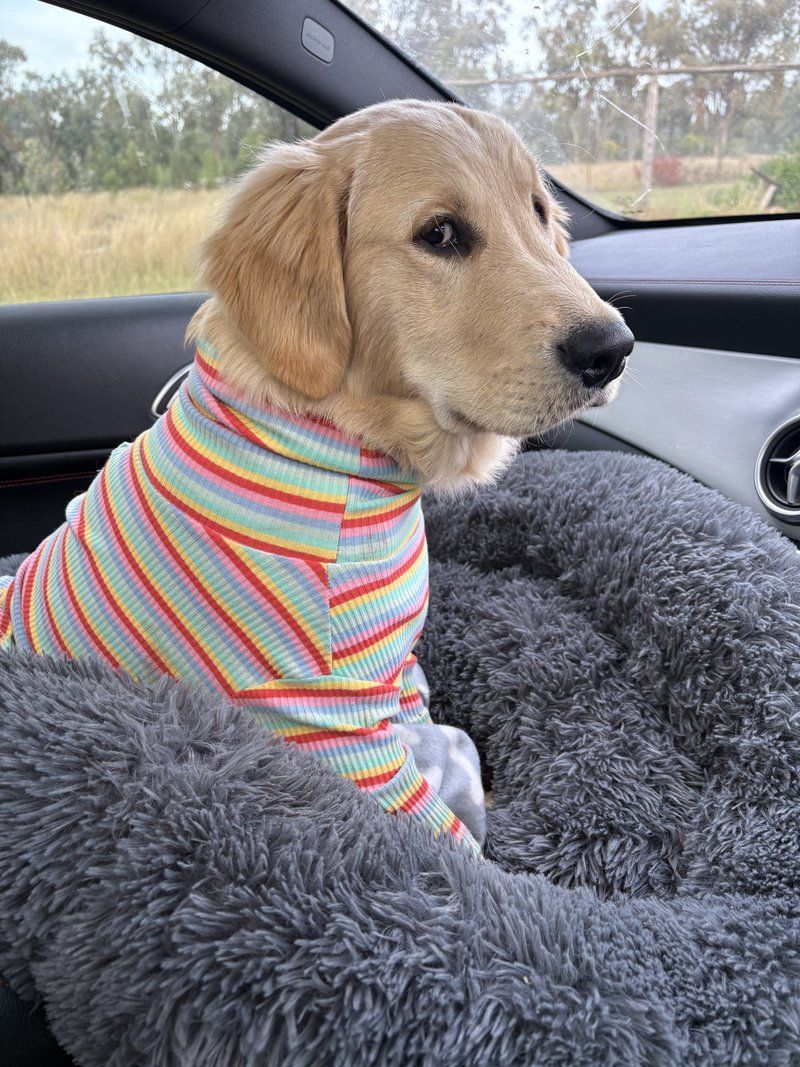 Golden retriever in a colorful striped sweater sitting on a gray bed in a car seat
