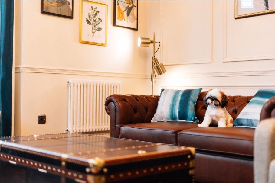 Shih Tzu dog sits on a brown leather sofa in a room with a coffee table and framed art.