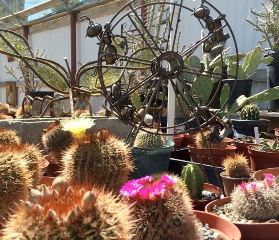 Potted cacti in a greenhouse, featuring vibrant yellow and pink blooms and a decorative metal wheel sculpture.