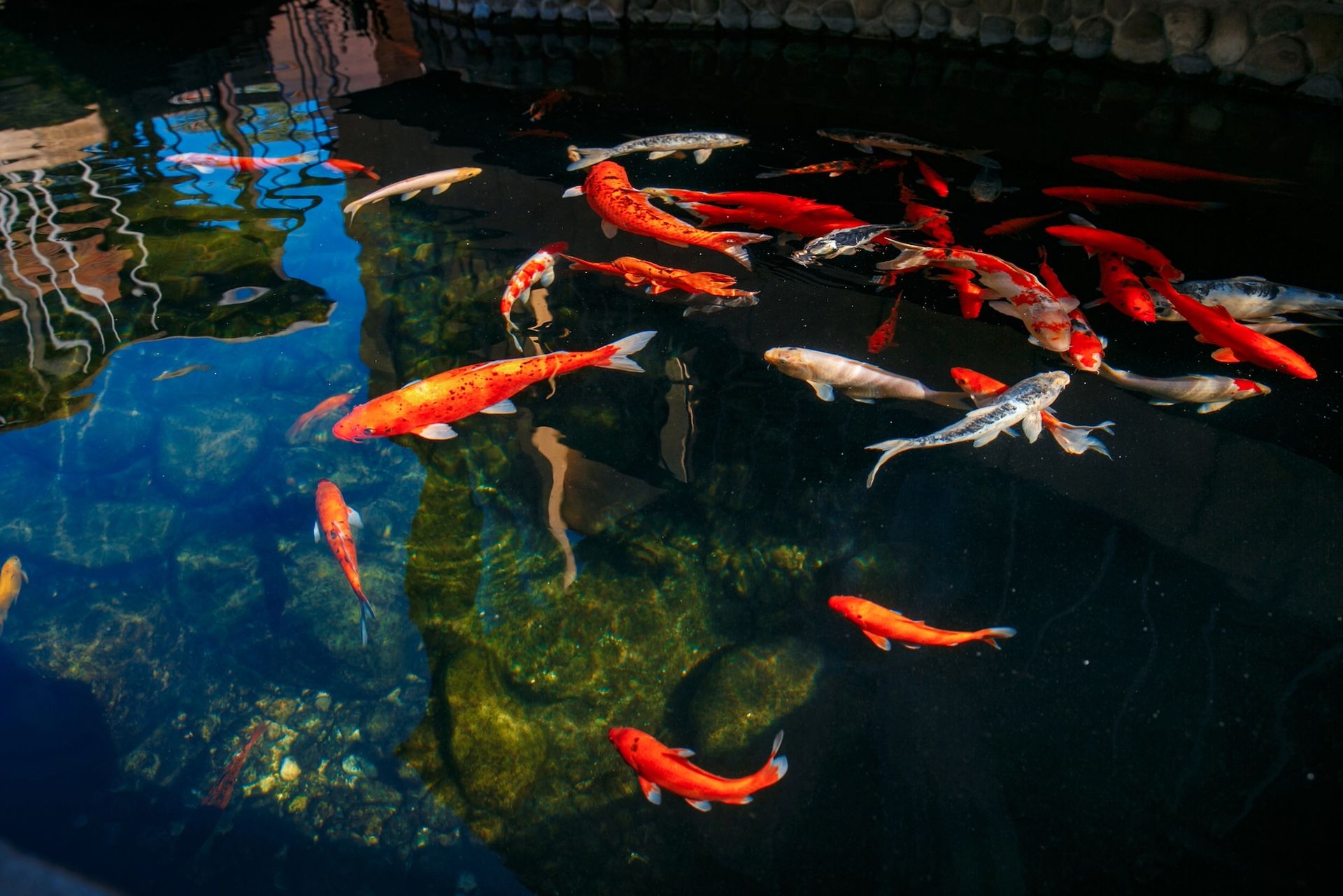 Koi fish swimming in a dark pond with blue reflections and stone edges