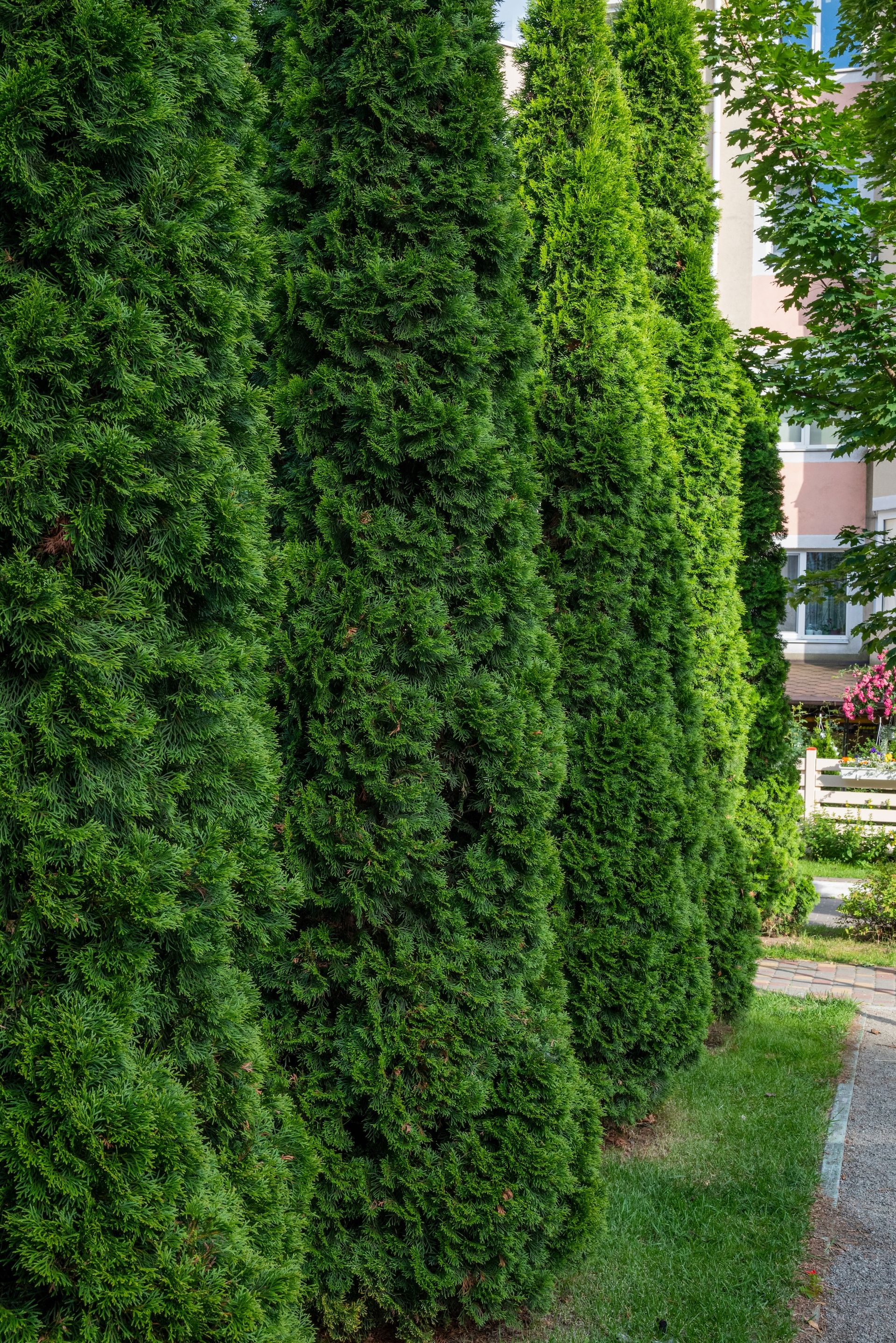 Tall green hedges line a narrow garden path beside a gravel walkway.