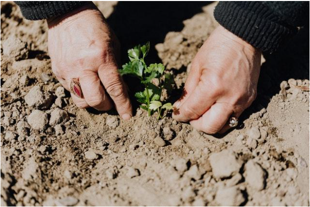 Planting tree Planting tree