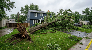 Uprooted tree fallen across a suburban yard and driveway after a storm, beside a house.