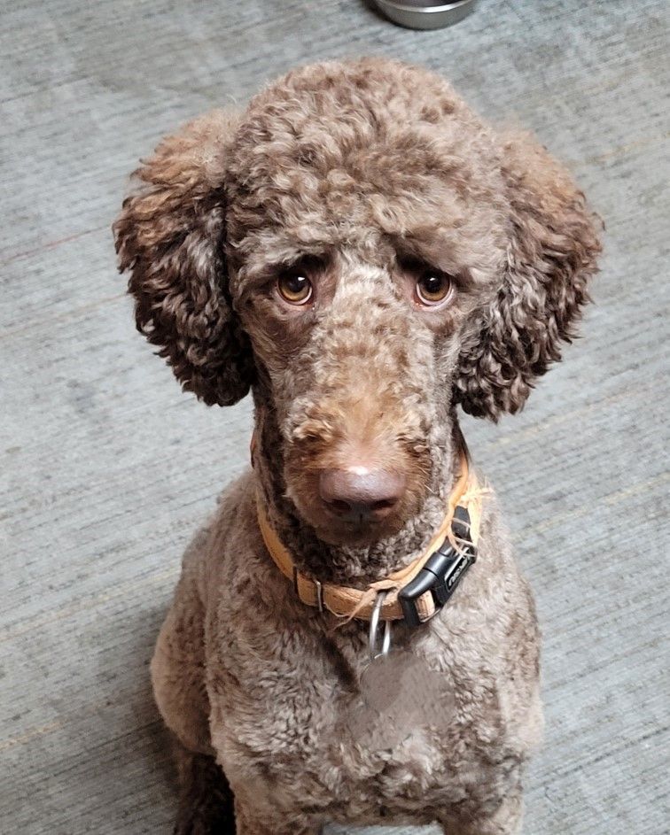 Gracie Poodle