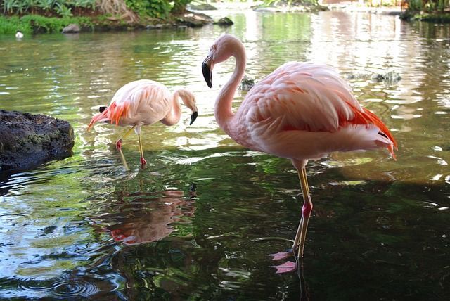 Flamingo Suriname