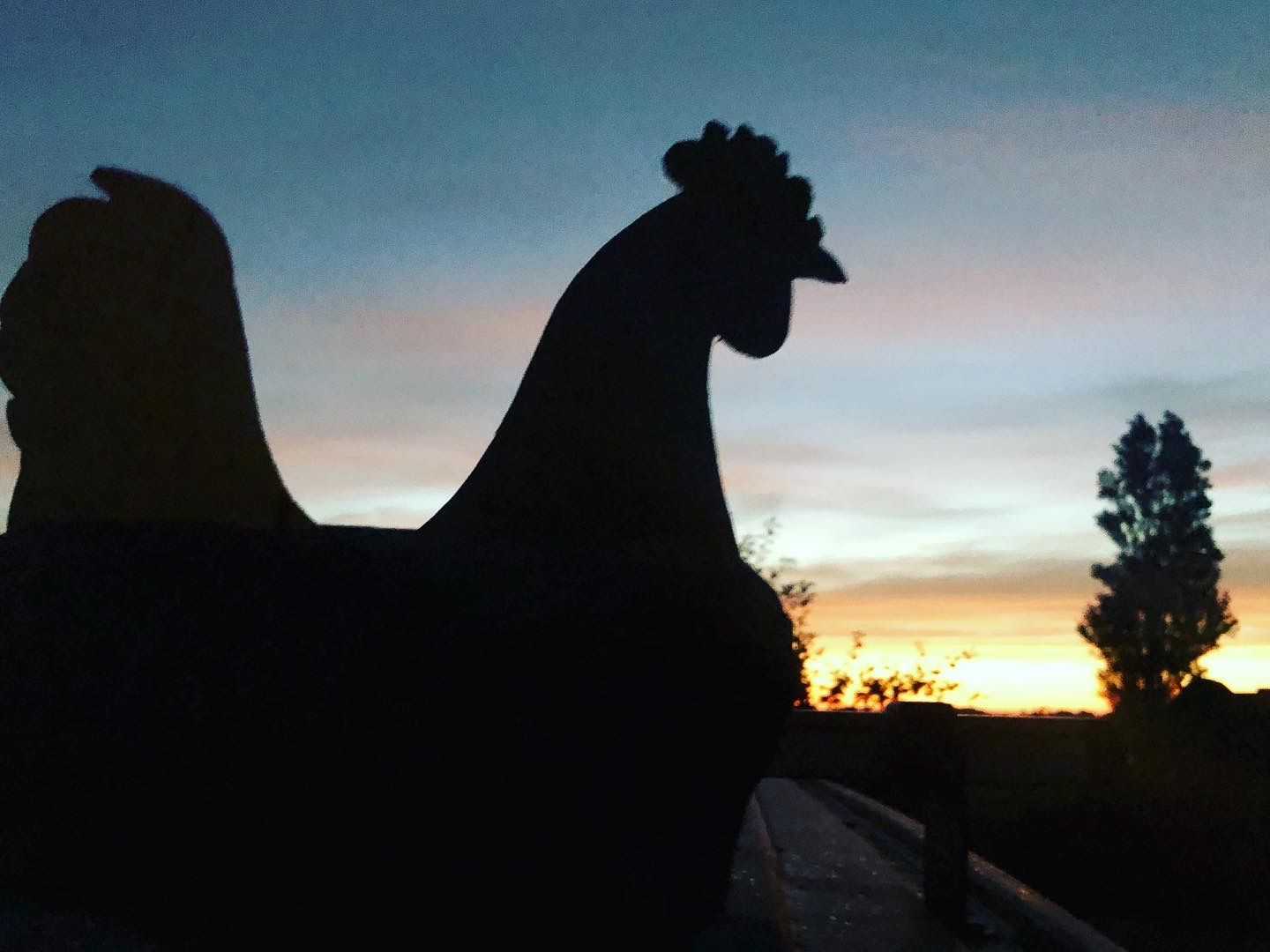 Silhouet van een haan tegen een kleurrijke zonsondergang. Rechts staat een enkele boom.