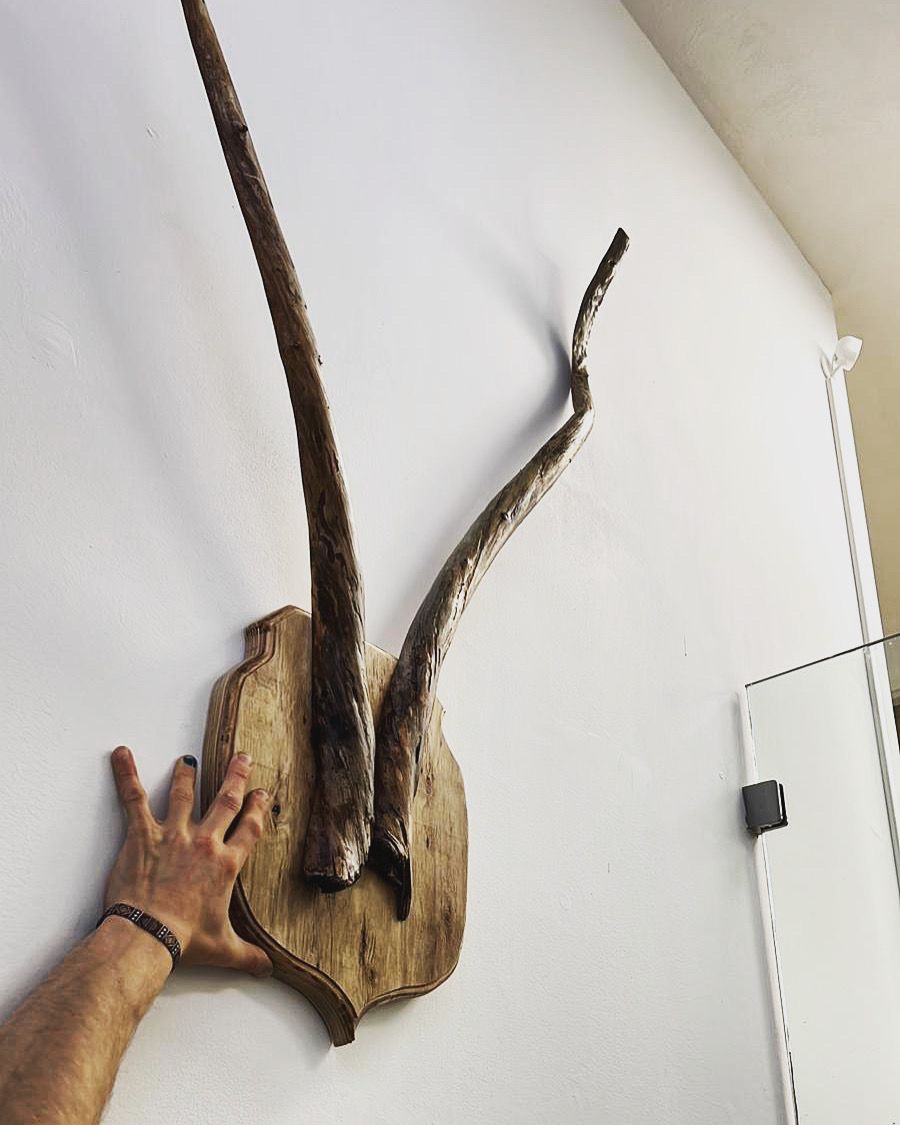 Een hand raakt gemonteerde antilopehoorns aan op een houten plaquette, tegen een witte muur.