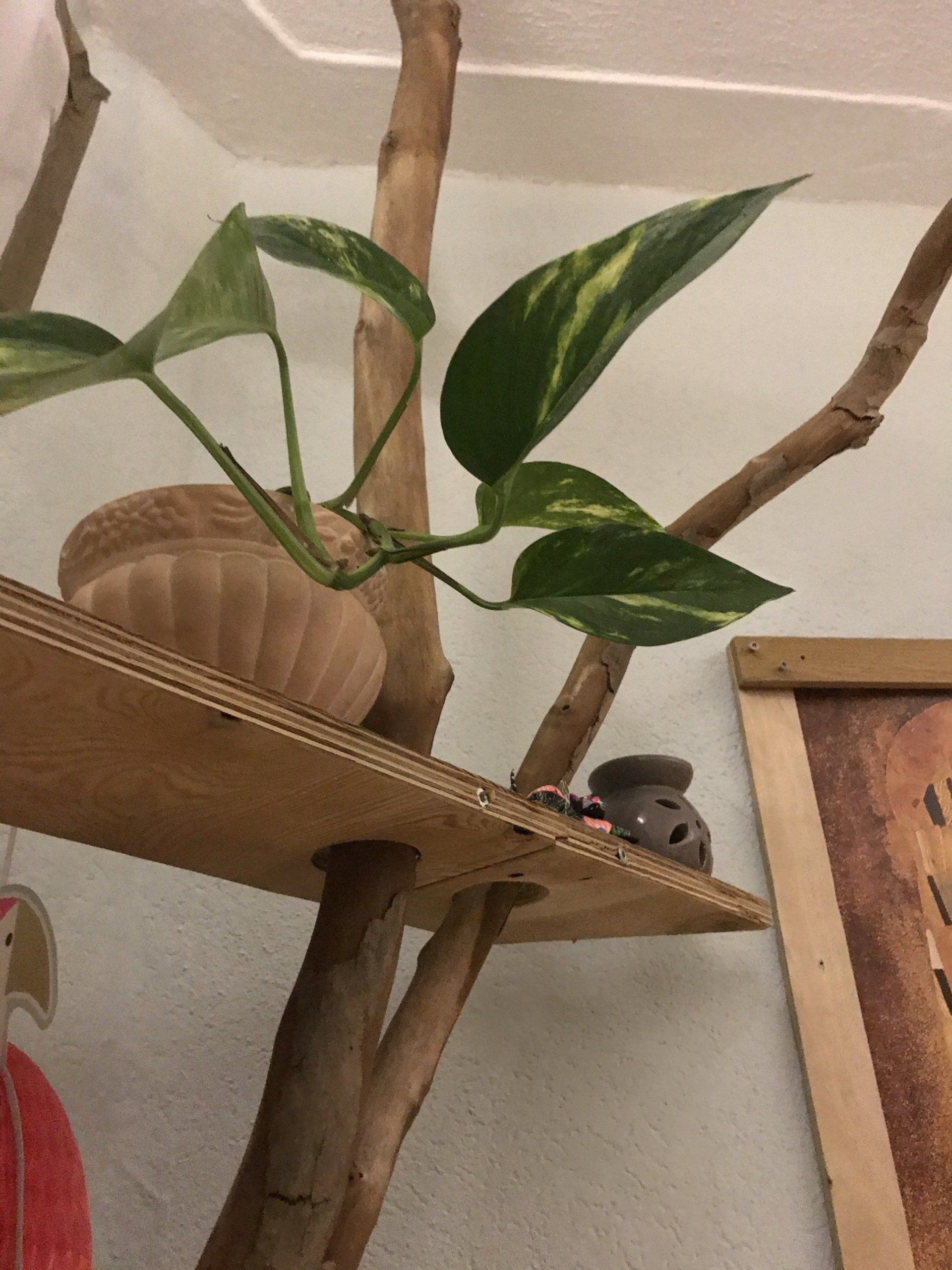 Een plant met bontgekleurde bladeren op een houten plank, ondersteund door boomtakken.