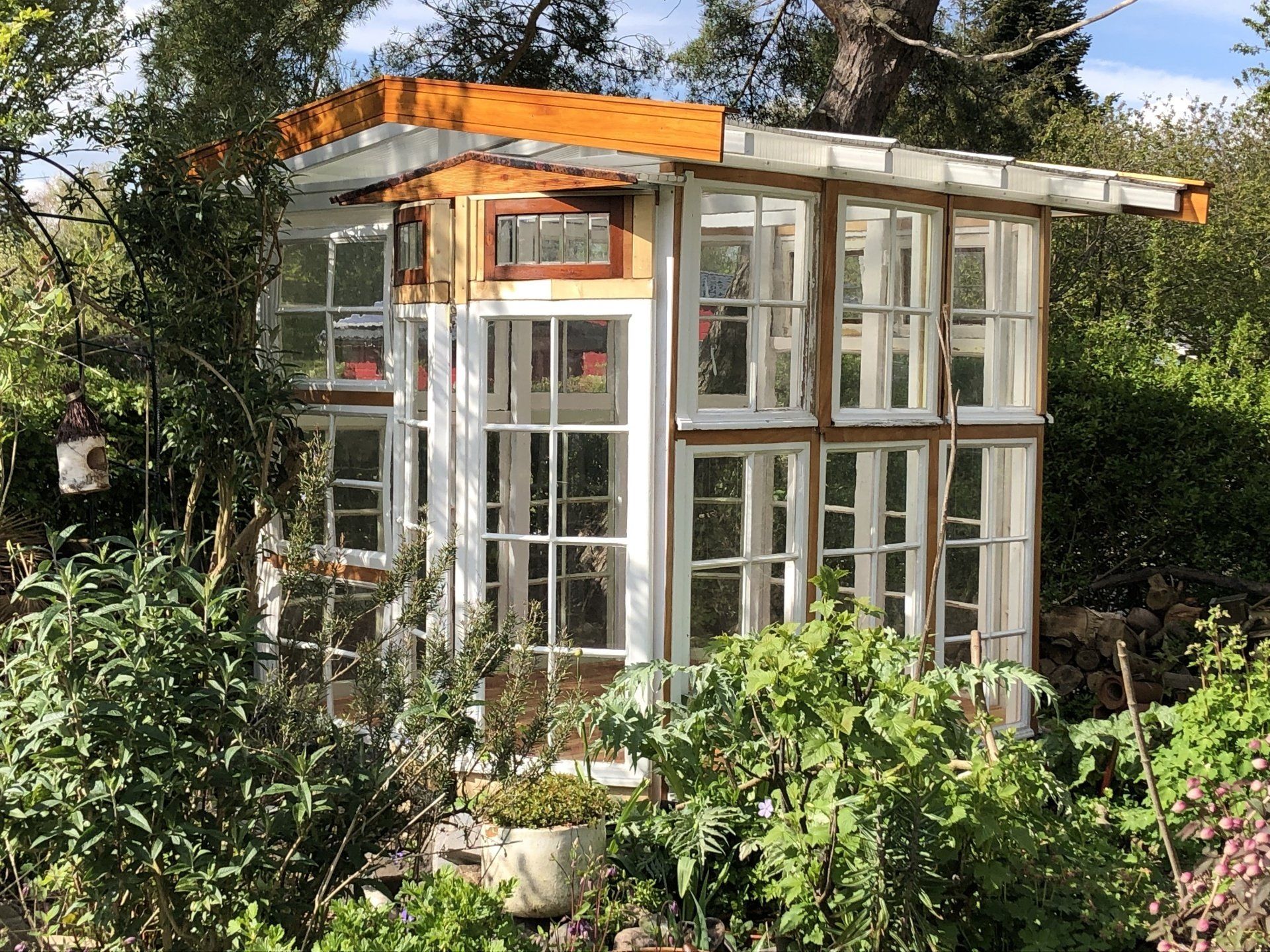 Een kas, gemaakt van hergebruikte ramen, staat verscholen in een tuin vol weelderige groene planten.