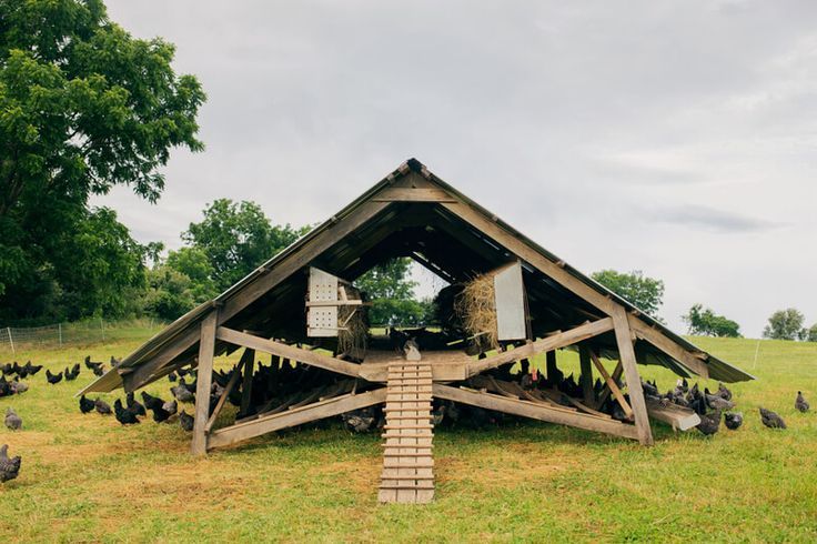 A large A-frame chicken coop sits in a grassy field, surrounded by a flock of chickens under an overcast sky.