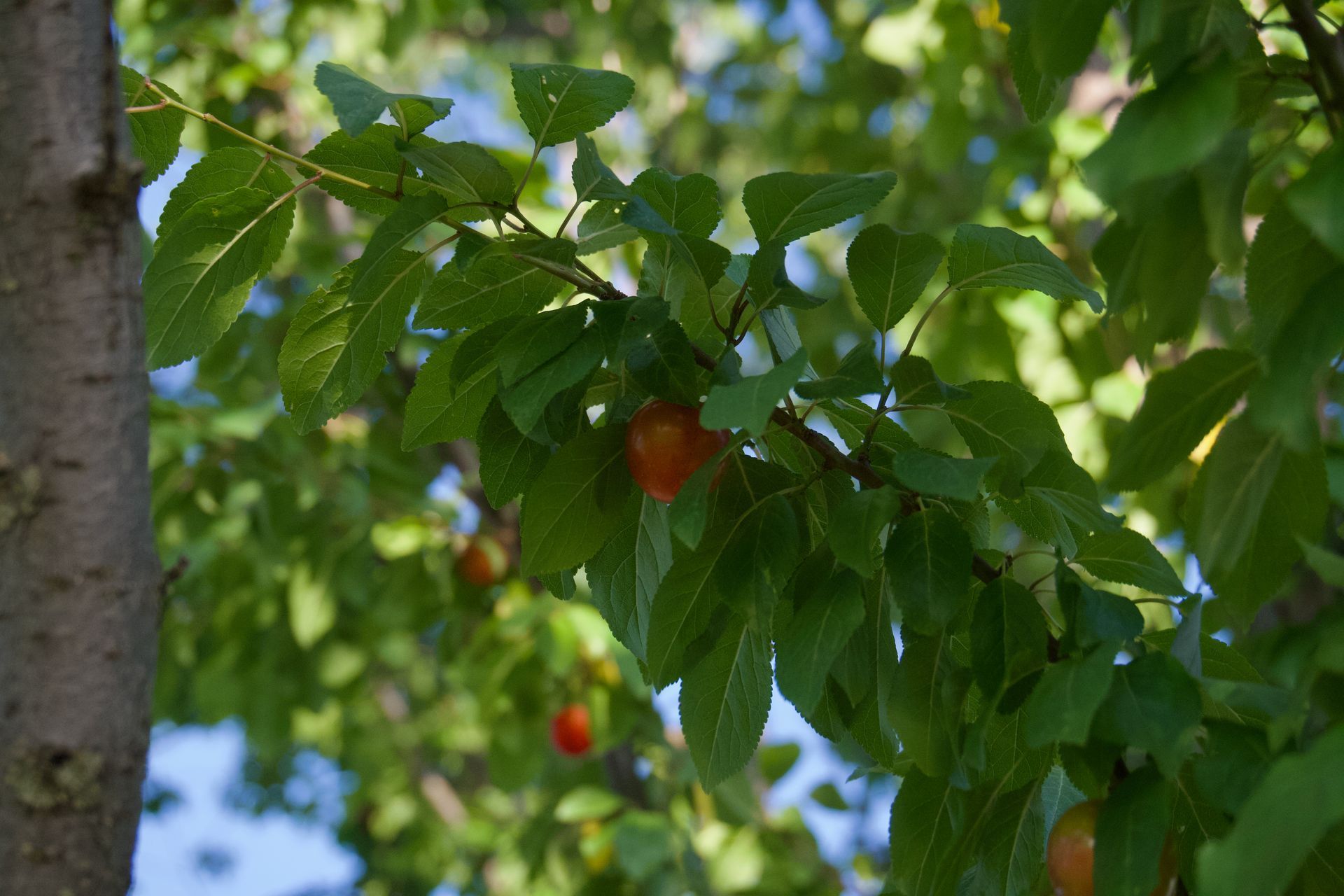 Close-up of a fruit-bearing tree branch with small, round, orange-red fruit hanging among green leaves.