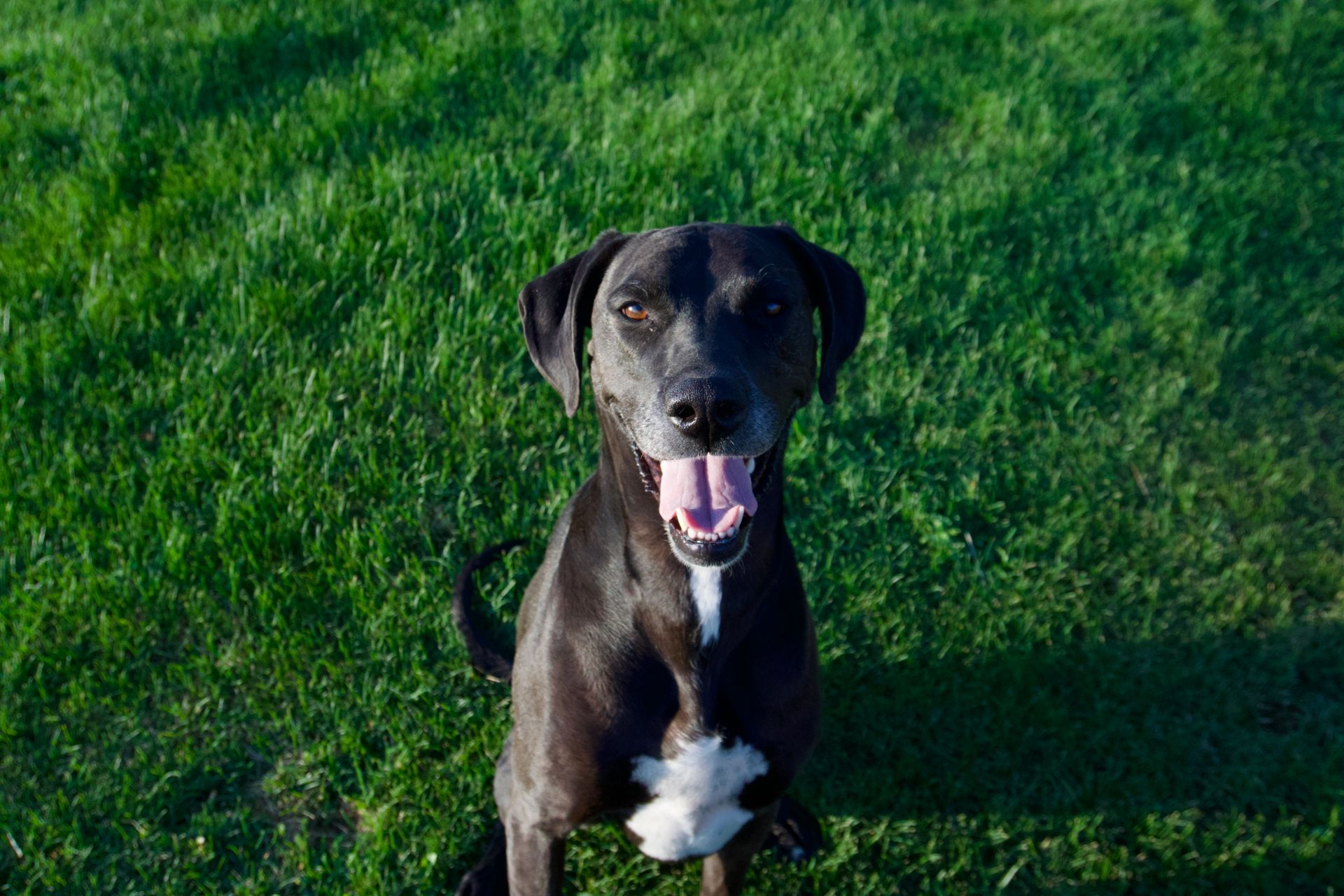 A happy black dog with a white chest patch sits in a grassy field, looking directly at the camera with its tongue out.
