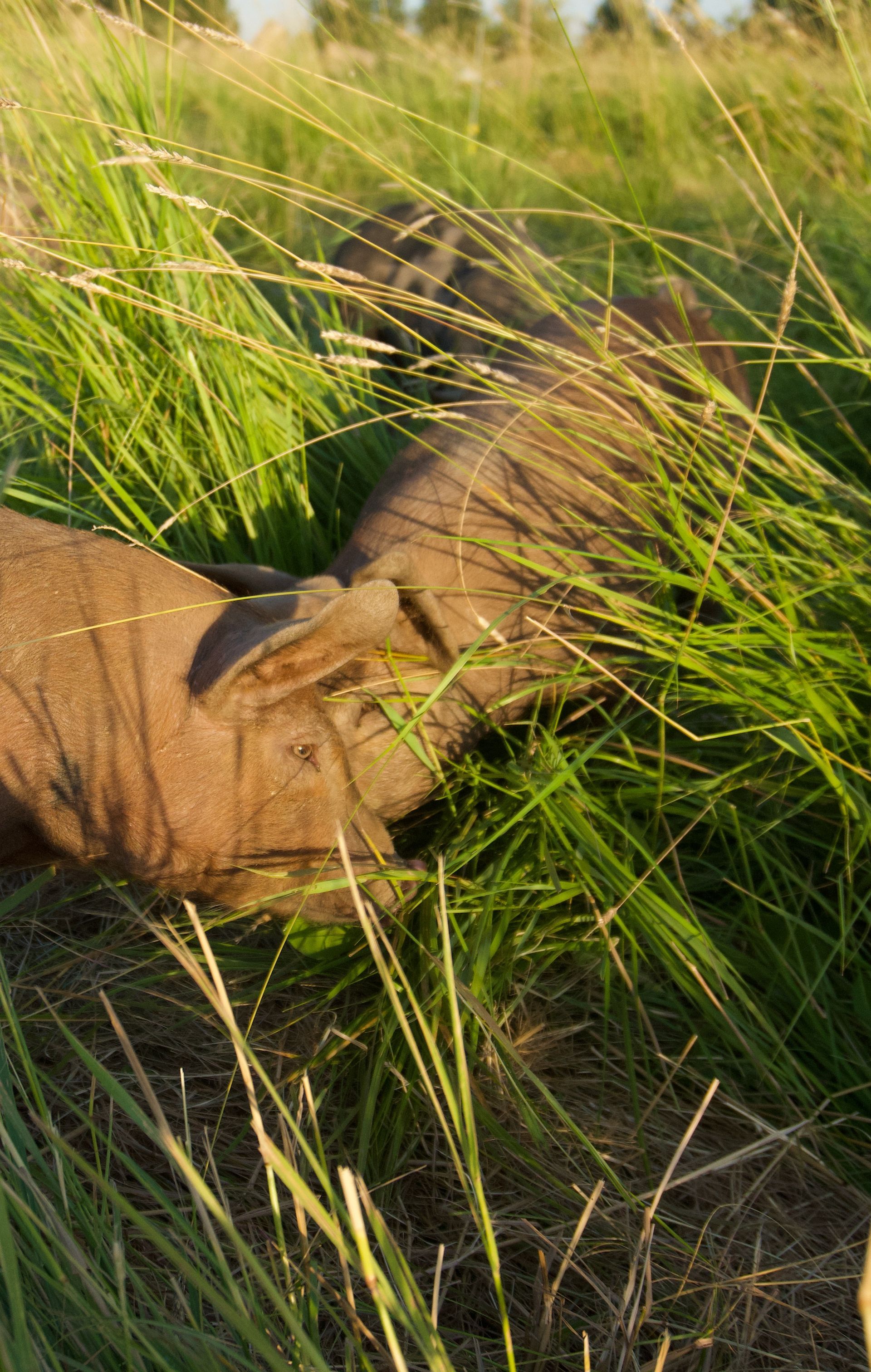 A tan pig grazes on tall green grass in an outdoor field.