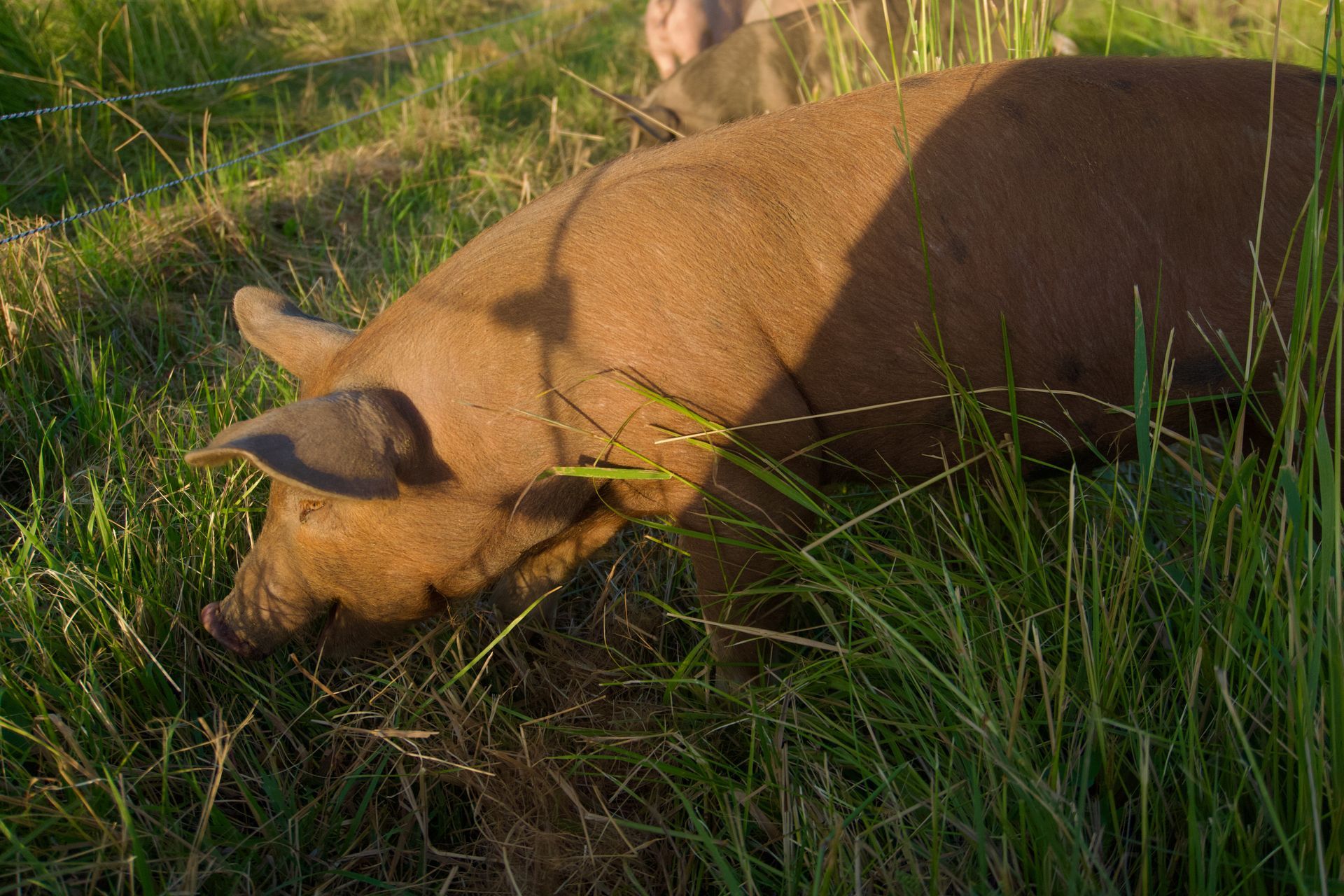 A brown pig foraging in a grassy field.