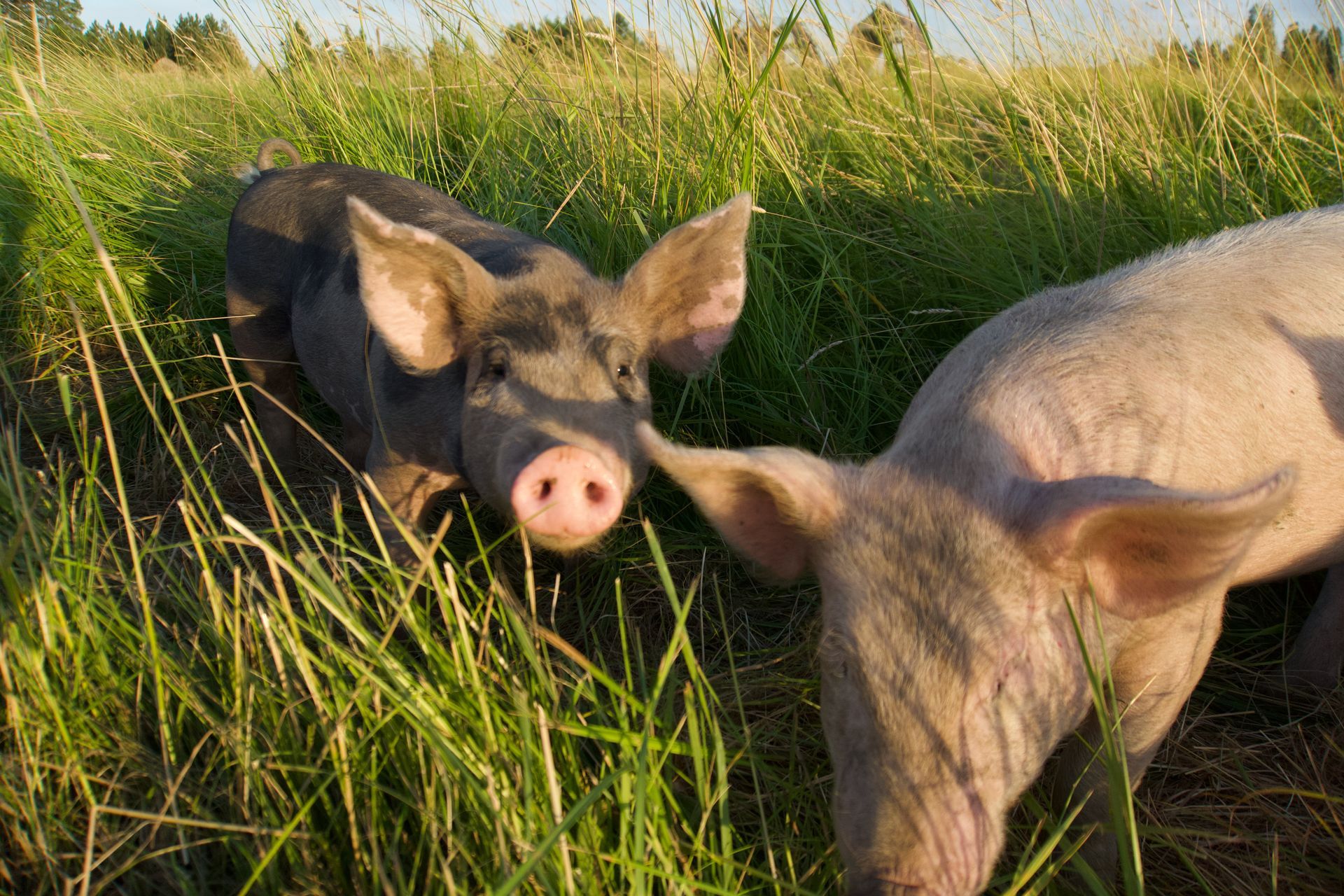 Two pigs, one dark and one light-colored, stand in a sunny, grassy field.