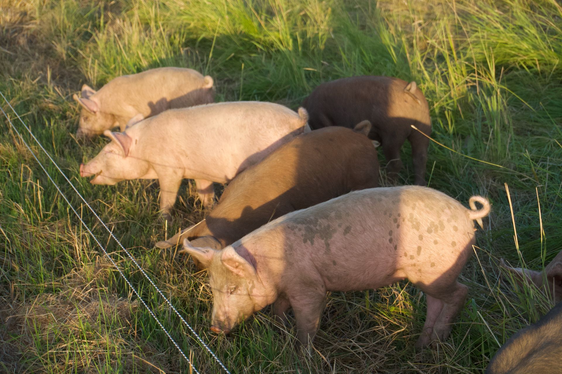 A group of piglets with pink and brown skin grazing in a grassy field behind a wire fence.
