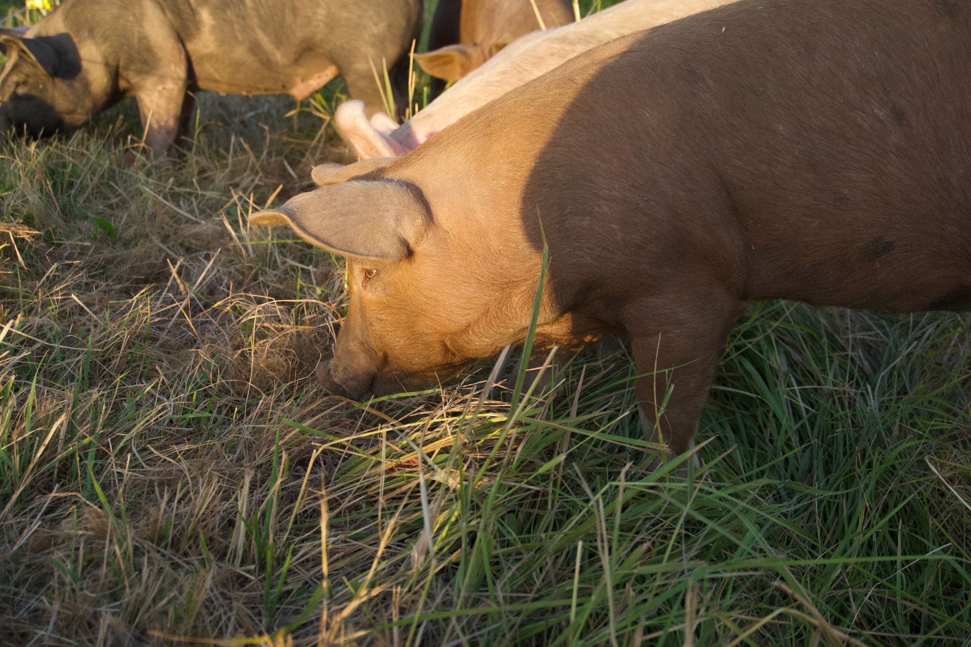 Several pigs graze and root through grass in an outdoor field.