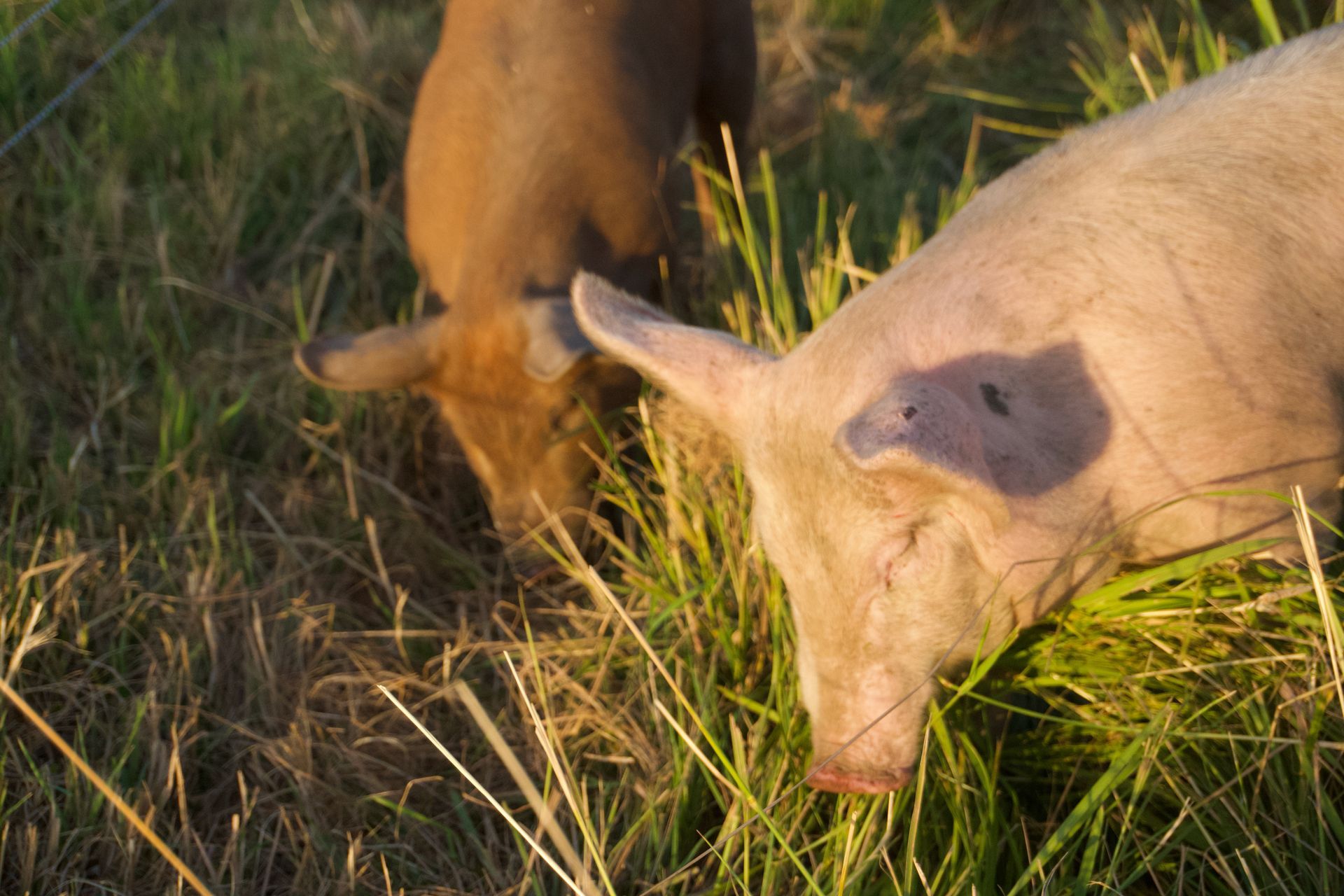 A light pink pig and a reddish-brown pig graze on green grass in a field.