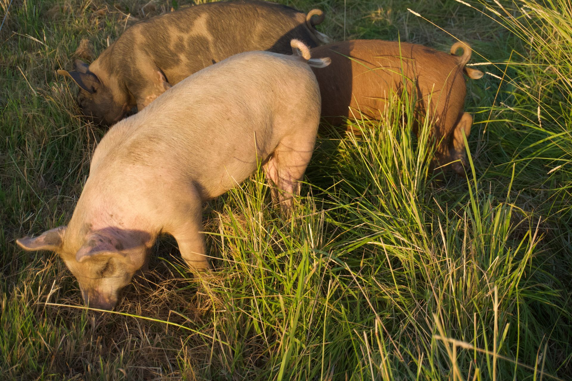 Three pigs graze in a grassy field; one is light pink, one is brown and black-spotted, and one is reddish-brown.
