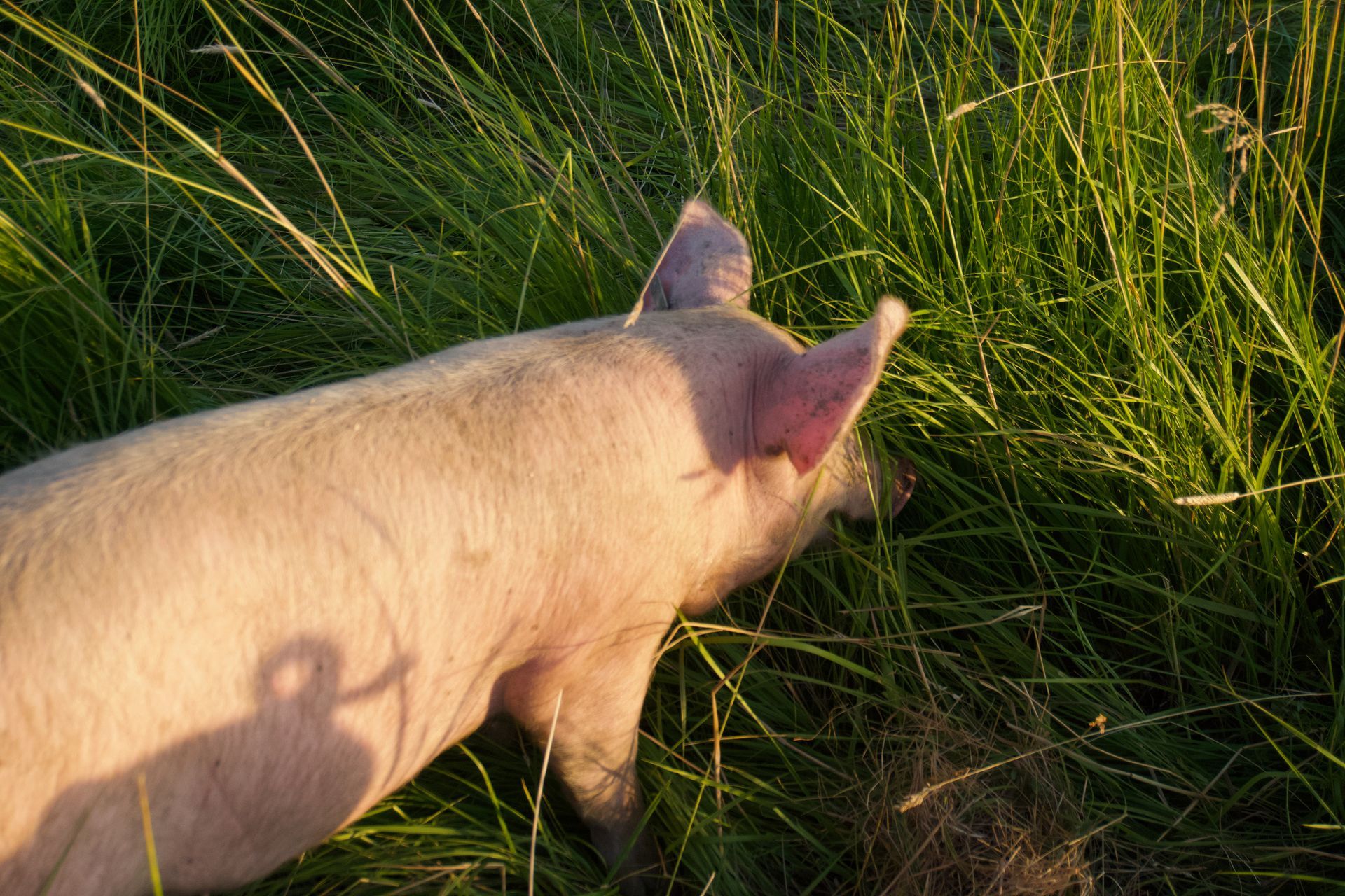 A light pink pig stands among tall green grass in the sunlight.