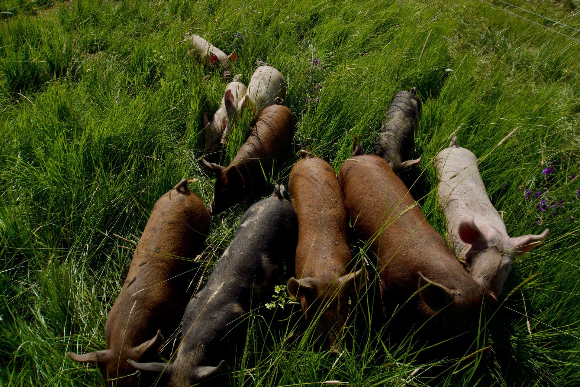 A high-angle view of several piglets of varying colors—brown, black, and pink—walking through tall green grass.