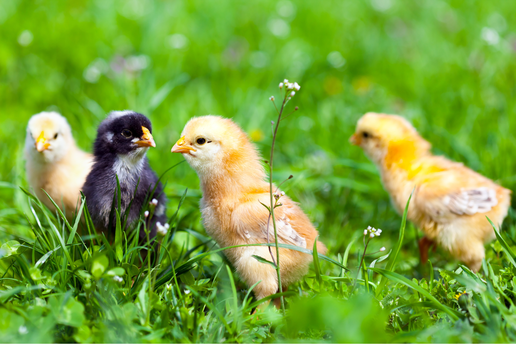 Four small, fluffy chicks—three yellow and one black—standing in bright green grass.