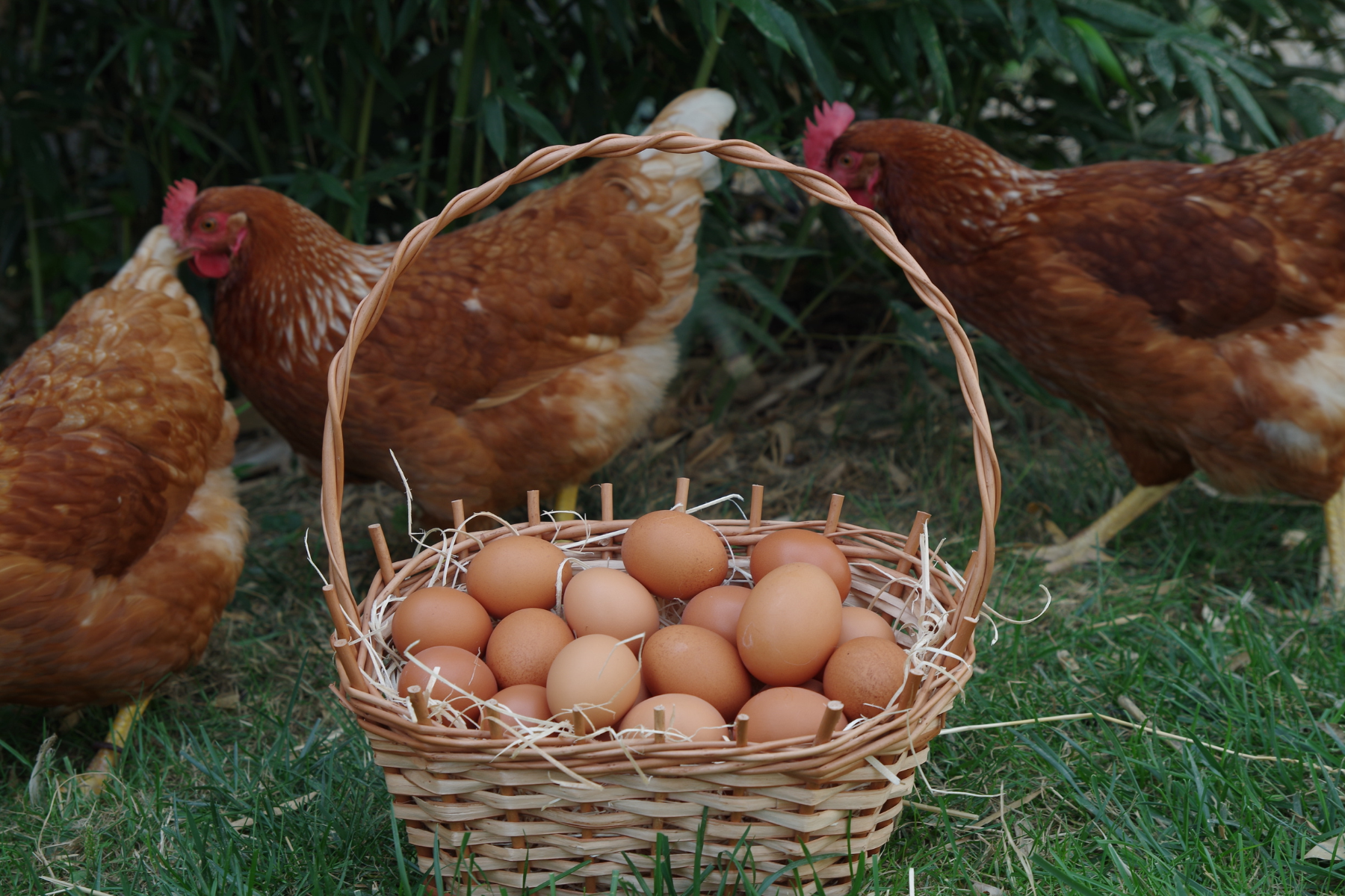 Three brown hens standing near a wicker basket filled with fresh brown eggs on green grass.