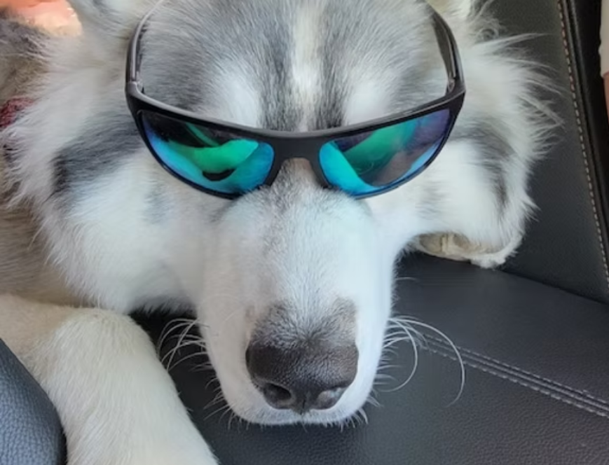 A husky dog wearing sunglasses laying in a car seat.