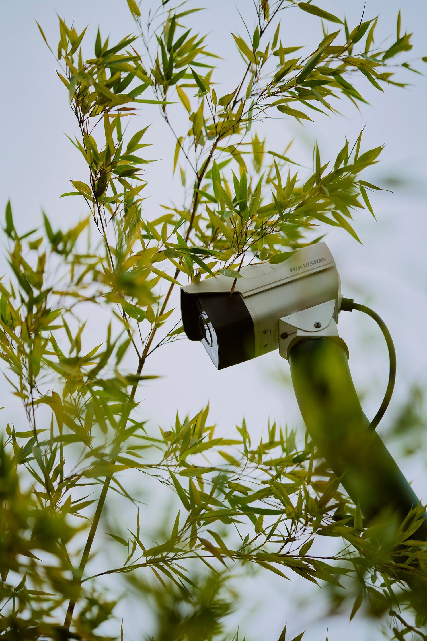 View of a CCTV surveillance camera installed on a white wall with foliage in front of it.